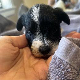 Pattie - Parti female Miniature Schnauzer puppy in Dunlap, Tennessee from Beards of Glory