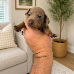 Liberty  AKC 3500 - Fawn (isabella) and tan female Dachshund puppy in Indian Trail, North Carolina from Hilda’s Teenie Weenies
