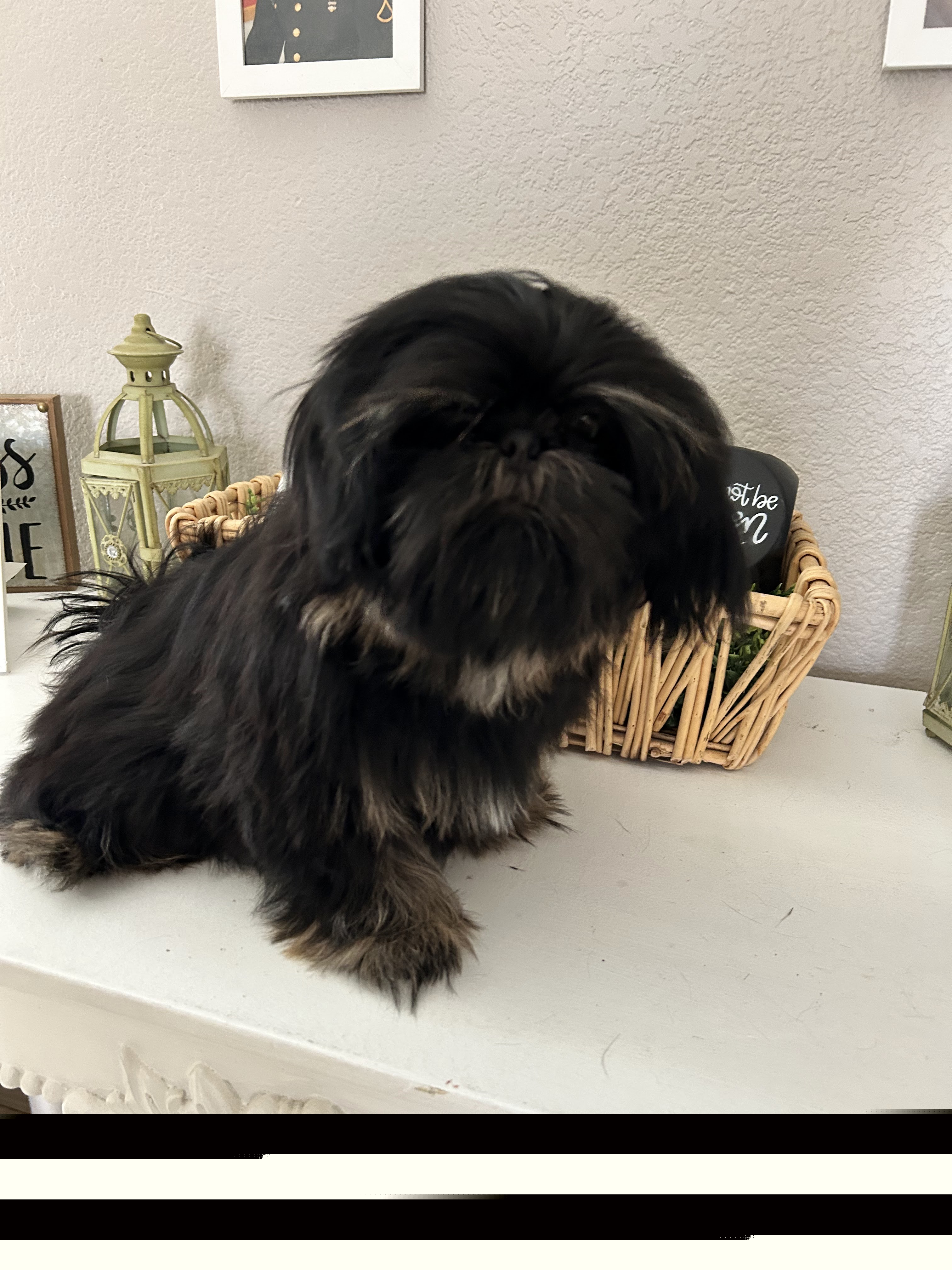 Stormy - Shih Tzu