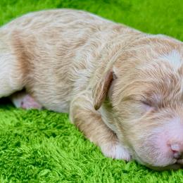 Clove - Apricot female Cavapoo puppy in Newville, Alabama from Southeast cavapoos