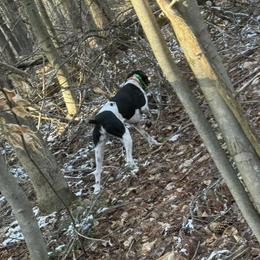 German Shorthaired Pointers from Freemans' GSP's