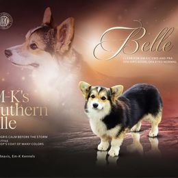 Belle - Pembroke Welsh Corgi