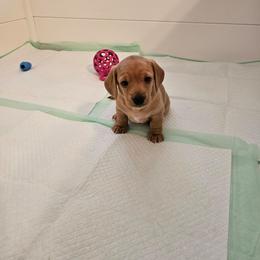 Hoss - Red male Dachshund puppy in Springfield, Kentucky from Tilley's Mini Dachshunds