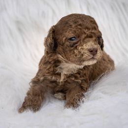 Hazel - Merle female Cockapoo puppy in Seattle, Washington from Sweet Home Doodles