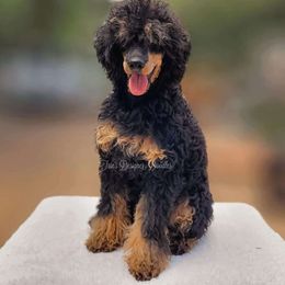 Twig - Poodle