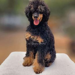 Twig - Poodle