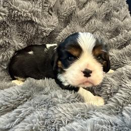 Boy 4 - Tri-color male Cavalier King Charles Spaniel puppy in Huntington Beach, California from Russell Cavailers