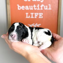 Hershey - Parti male Poodle puppy in Murrieta, California from Apricot Poodles & Goldendoodles, LLC