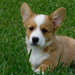 Cardigan Welsh Corgi Puppies from Penfro Corgis