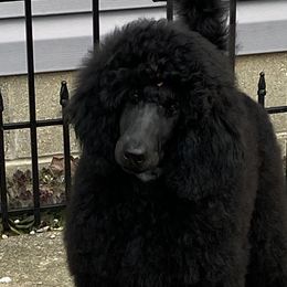 Poodles from Fierce Standard Poodles