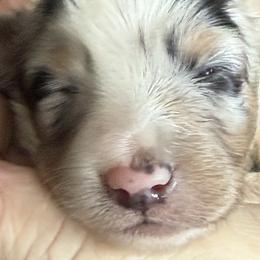 Shetland Sheepdogs from Georgina's Shetland Sheepdog