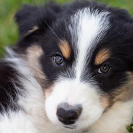 Australian Shepherd Puppies from WC Ranch