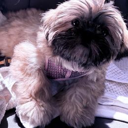 Shih Tzu Puppies from Shih-tzu Dynasty