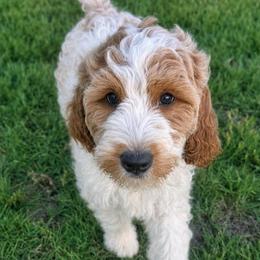 Patsy - Parti female Goldendoodle puppy in Juliette, Georgia from Megan's Goldendoodles