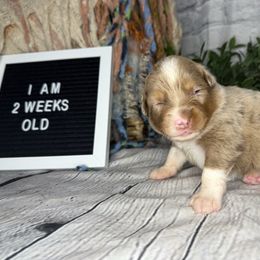 RAVEN - Red merle female Miniature Australian Shepherd puppy in Peoria, Arizona from B My Sunshines Mini Aussies