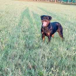 Rottweiler Puppies from Bronx Von Bridges Rottweilers