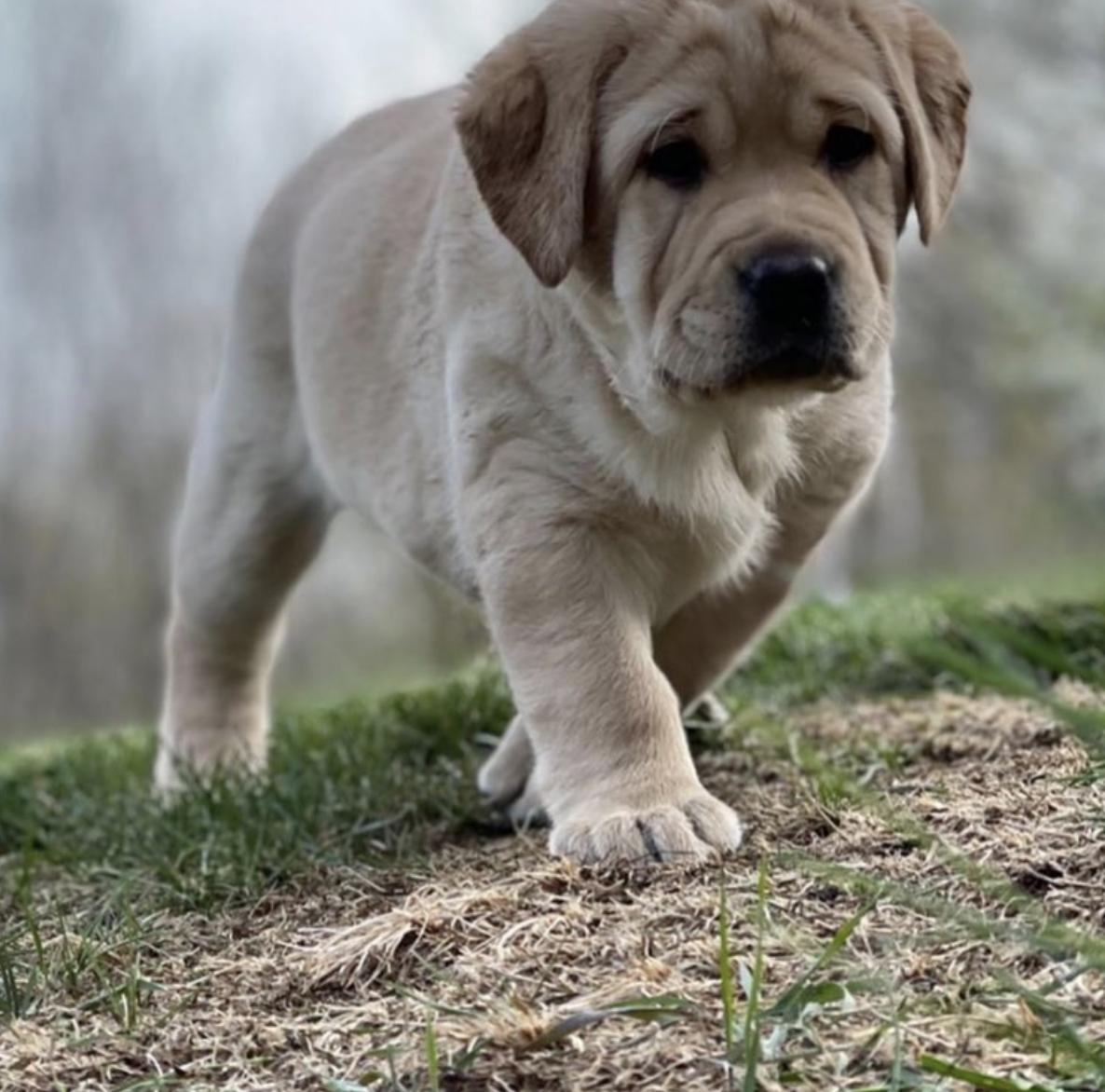 Lab Walker Mix Puppies