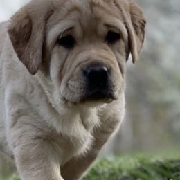Labrador Retrievers from Walker Hill Labradors