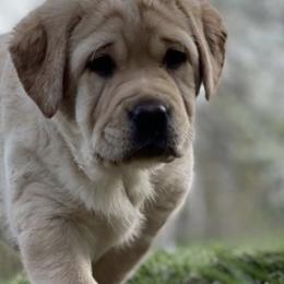 Labrador Retrievers from Walker Hill Labradors