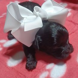 Callie - Black female Shihpoo puppy in Delphos, Ohio from Route 66 Poodles & Doodles, Sapphire Shih-tzu's of Ohio