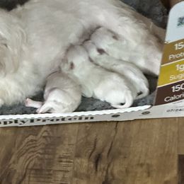 Maltese and Yorkshire Terrier Puppies from Lynn’s Precious Pups