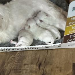 Maltese and Yorkshire Terrier Puppies from Lynn’s Precious Pups
