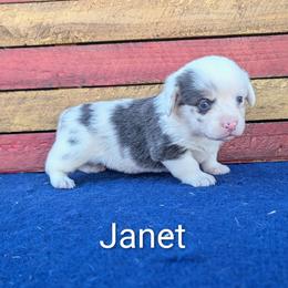 Janet - Blue merle and white female American Corgi puppy in Shawnee, Oklahoma from Sunray Ranch