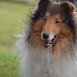 Collies from Briar Oaks