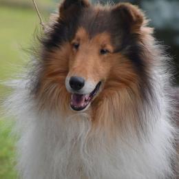 Collies from Briar Oaks