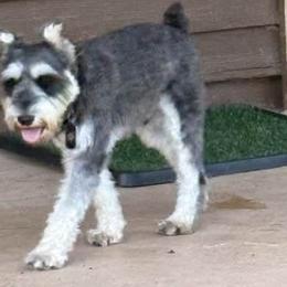 Miniature Schnauzers from Mary Jean Suhor