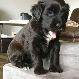 Portuguese Water Dog Puppies from Red River Kennels