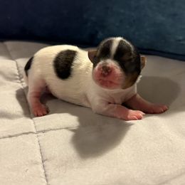 Biewer Terrier puppies from Biewer Puppies USA