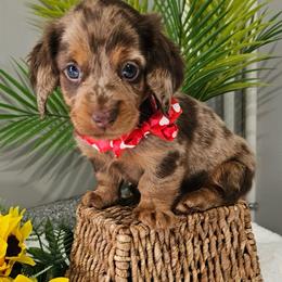 Rolo - Dapple male Dachshund puppy in Utica, Ohio from Poodle Me Crazy