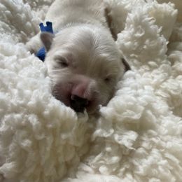 Boy 2 - Light golden Golden Retriever puppy in Butte, Montana from Snow Walker Goldens