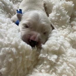 Boy 2 - Light golden Golden Retriever puppy in Butte, Montana from Snow Walker Goldens