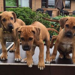 Lhasa Apsos and Rhodesian Ridgebacks from Koenigplatz Kennel