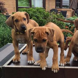 Lhasa Apsos and Rhodesian Ridgebacks from Koenigplatz Kennel