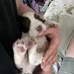 Boy 1 - White and liver English Springer Spaniel puppy in Wells, Vermont from Everyday Sunshine Springers