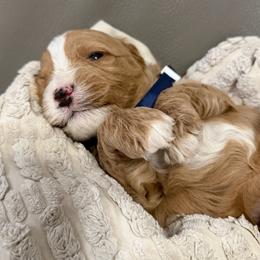 Boy 1 - Cream male Goldendoodle puppy in Sacramento, California from Goldendoodlesca