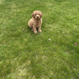Goldendoodle Puppies from Mini Goldendoodles of New England
