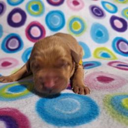 Happy - Yellow male Labrador Retriever puppy in Bemidji, Minnesota from Northern Star Elite Quality Labrador Retrievers