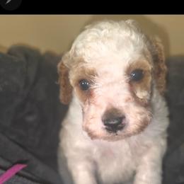 Coral (Pink) - White female Poodle puppy in Griswold, Connecticut from Flatrock Kennels of CT