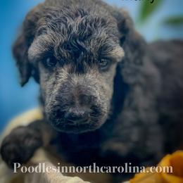 Marty - Silver male Poodle puppy in Greenville, North Carolina from Grace Poodles