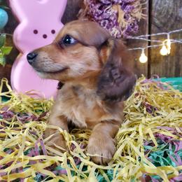 Cee-Cee - Red female Dachshund puppy in Mountain Grove, Missouri from Callaway Country Dachshunds