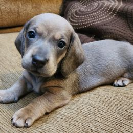 Zhen (blue based red) - Blue and tan Dachshund puppy in Lindsay, California from Lazy K&M Dachshunds