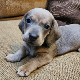 Zhen (blue based red) - Blue and tan Dachshund puppy in Lindsay, California from Lazy K&M Dachshunds