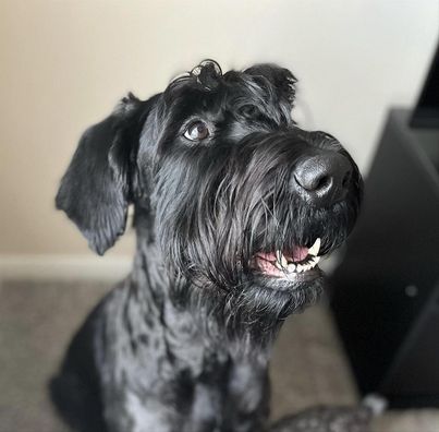 Giant Schnauzer looks upwards