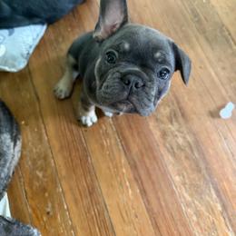 Tonka - Blue male French Bulldog puppy in Philadelphia, Pennsylvania from Kiki Leigh Frenchies
