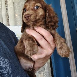 Gage - Brindle male Dachshund puppy in Hudson, Michigan from Mittentail Kennel Miniature Dachshunds & Australian Shepherds
