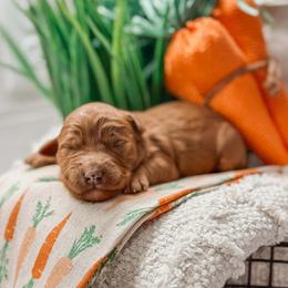 Frisco - Red  male Goldendoodle puppy in Iola, Texas from Supreme Doodles of Texas